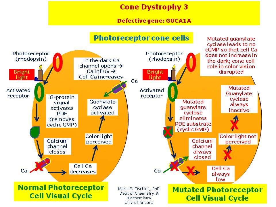 Cone Dystrophy 3 Hereditary Ocular Diseases